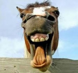 Horsewhisperer