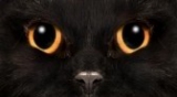 Cat Eyes