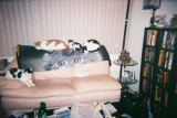 cat