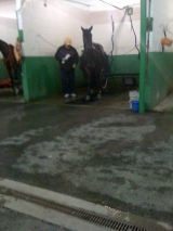 trottingman