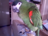 rowin