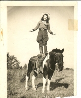kdhorses