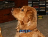 Budster