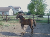 Trademark Stables