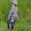 shoebill-stork-5.jpg