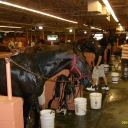 big M paddock Hambo Day 2011