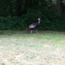 I know a turkey when I see one. The two-legged kind, anyway.